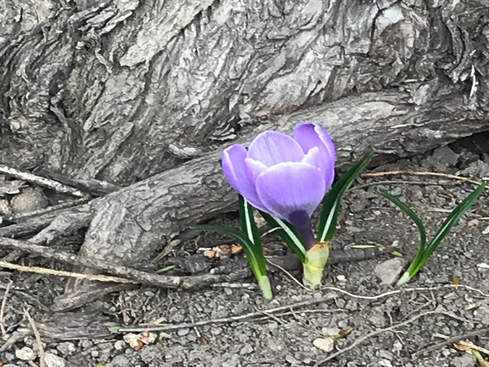 施設の玄関先に咲いている紫色のクロッカス