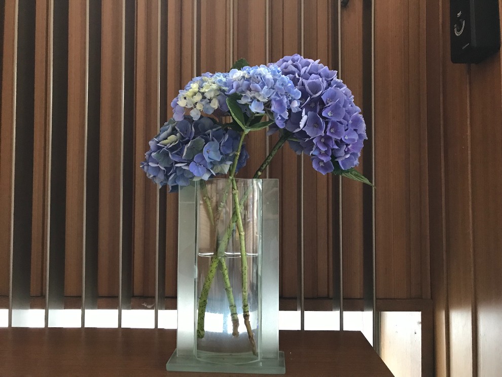 施設の玄関に飾った青紫色のアジサイ