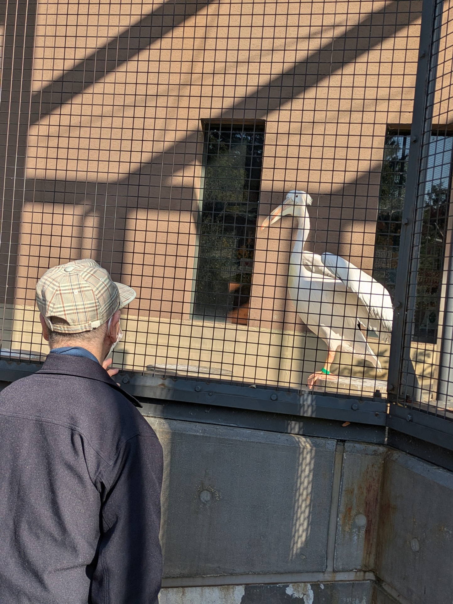 動物園レクでサギを見つめる男性利用者様