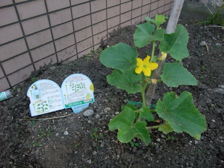 個別支援で苗を植えたメロンにお花が咲いた様子です