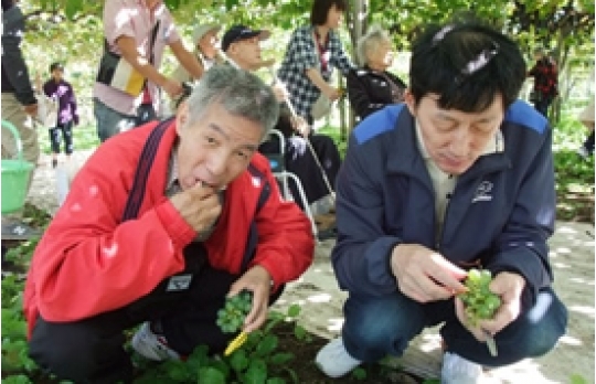 ぶどう狩りの様子です